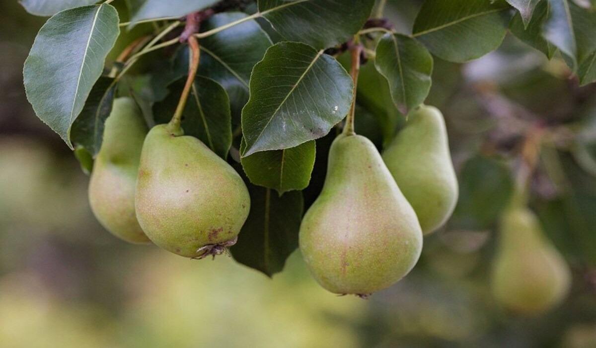 Pear: सावन महीने में उपलब्ध यह फल डायबिटीज और हृदय रोगियों के लिए अमृत के समान होता है, जानिए इसके फायदे