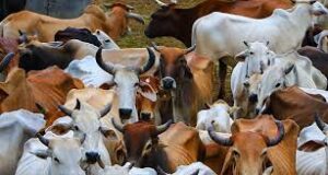 गायों की नस्ल सुधार के लिए सभी जिलों में खोला जाएगा पैट केयर सेंटर