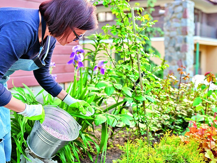 Winter Plants Care