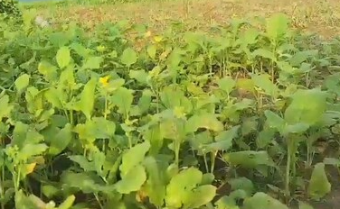 खेती को फायदे का सौदा बनाने की तैयारी