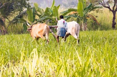 हरियाणा में पंचायती जमीन पर होगी प्राकृतिक खेती