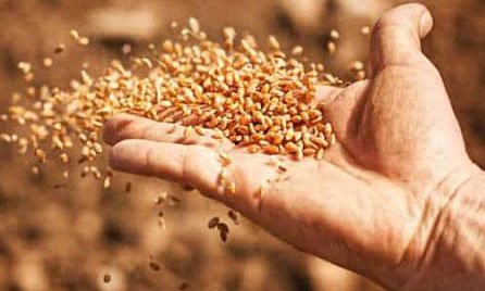 पंजाब के किसानों को गेहूं के बीज पर 50% सब्सिडी